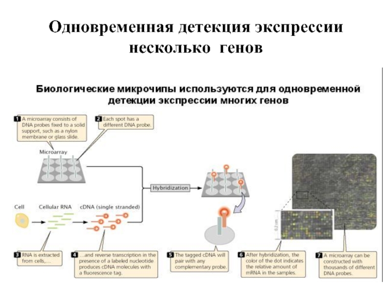 Детекция что это. Детекция это в биологии. Детекция генов это. Молекулярно-генетические методы. Детекция людей.