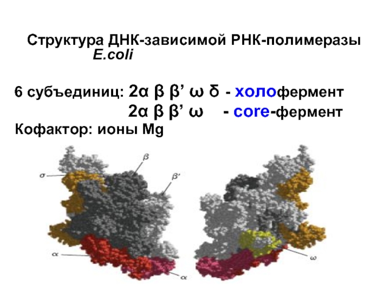 Рнк зависимая рнк полимераза. РНК полимераза e coli. Строение РНК полимеразы у e.coli. Структура ДНК зависимой РНК полимеразы.