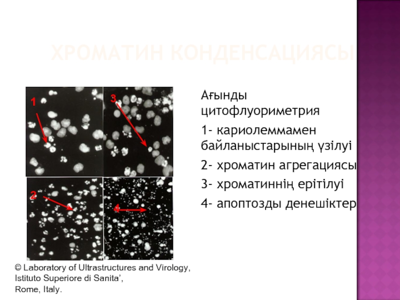 Деконденсация хроматина