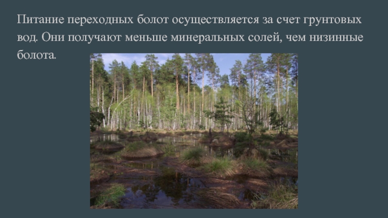 Мала мала мин. Растительность переходных болот. Низинные болота растения Пермский край. Низинные болота питание. Переходные болота России.