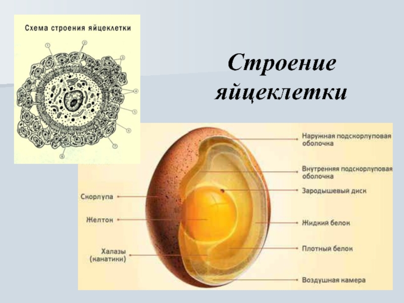 Яйцеклетка набор. Схема строения яйцеклетки. Схема образования яйцеклетки.