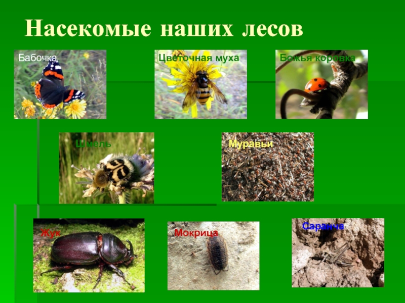 Насекомые названия