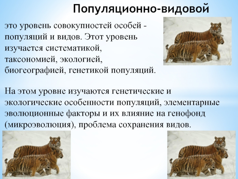 Особенности популяционно видового уровня жизни презентация