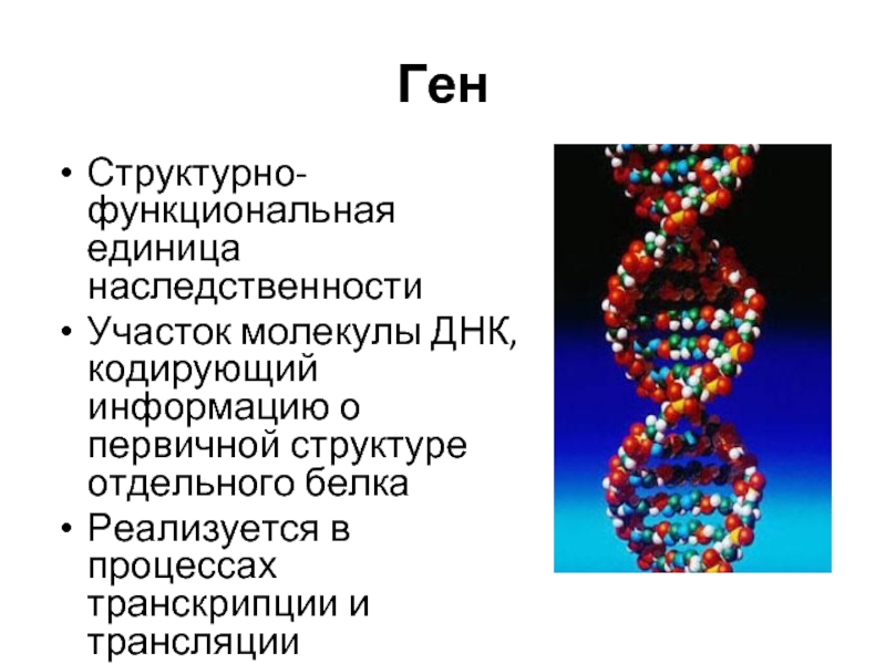 Ген участок молекулы. Ген функциональная единица наследственности. Структурно-функциональная единица ДНК. Ген структурная и функциональная единица наследственности. ДНК молекулы наследственности.