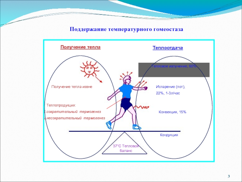 Гомеостаз картинки огэ