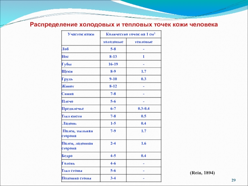 Точечные тепловые. Тепловые холодовые и болевые точки кожи. Термические точки. Соотношение холодовых и тепловых рецепторов в коже равно:. Тепловые и холодовые точки кожи человека на руках.