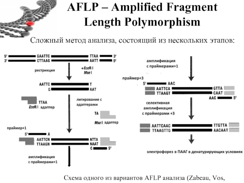 AFLP – Amplified Fragment Length Polymorphism Схема одного из вариантов AFLP анализа