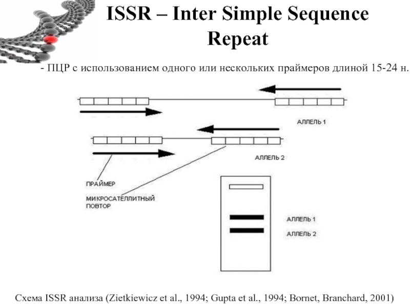 ISSR – Inter Simple Sequence Repeat - ПЦР с использованием одного или