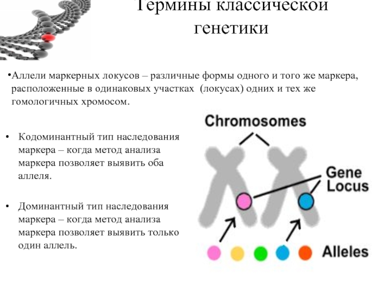 Термины классической генетики Кодоминантный тип наследования маркера – когда метод анализа маркера