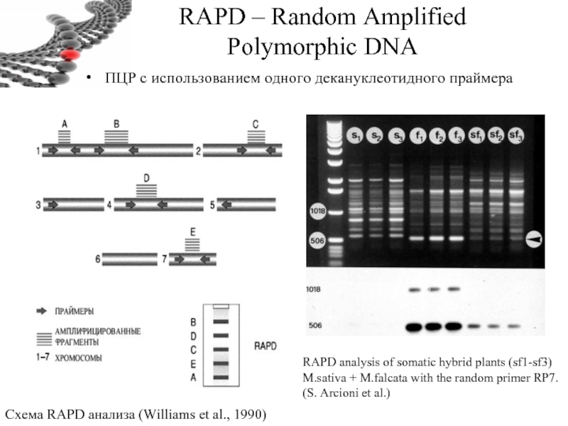RAPD – Random Amplified Polymorphic DNA ПЦР с использованием одного декануклеотидного праймера