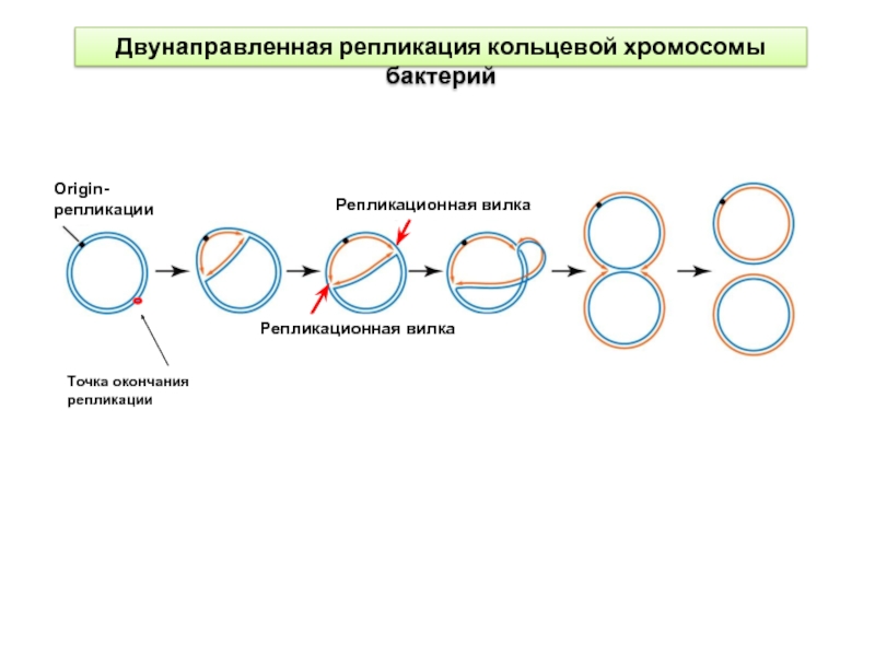 1 репликация. Репликация ДНК хромосом. Репликация кольцевой хромосомы. Двунаправленная репликация. «Формирование репликативной вилки хромосомы».