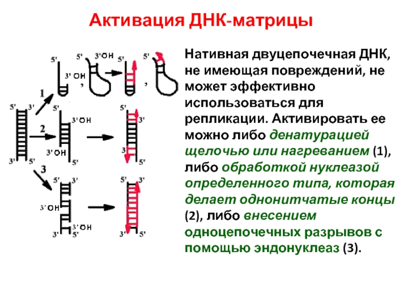 Двуцепочечная днк. Нативная ДНК. Двуцепочечные разрывы ДНК. Ковид двуцепочечная ДНК. Репликация двуцепочечный разрыв.