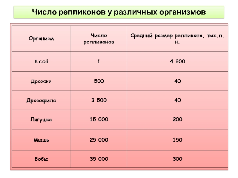 Организм какое число. Скользящий зажим генетика. Количество репликонов. Размеры ДНК разных организмов. Количество репликонов у e. coli.