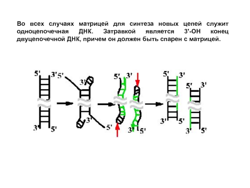 Двуцепочечная днк. Матрица репликации ДНК. Одноцепочечные ДНК. Синтез новых цепей ДНК на матрице. Одноцепочечная ДНК С затравкой.