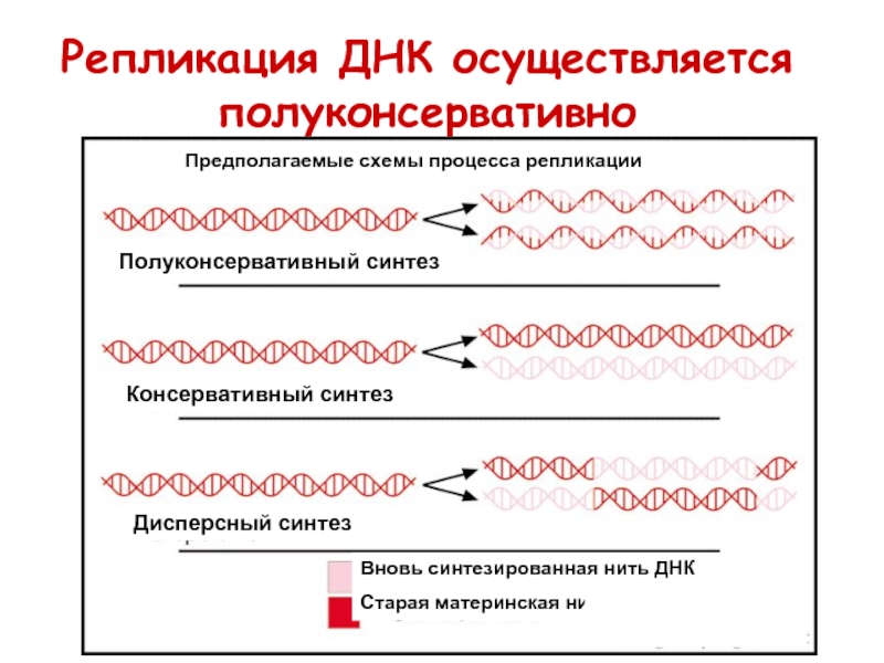 Синтез днк схема