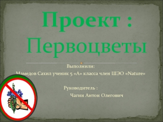 Проект :Первоцветы