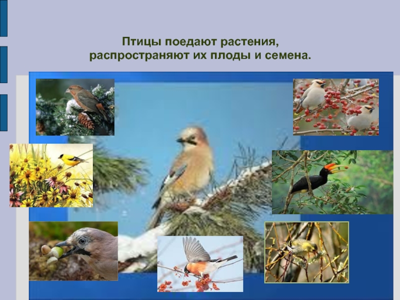 Какие птицы растительные. Птицы распространяют семена растений. Птицы поедают и распространяют семена.. Животные растения и распространяют. Животные распространяют плоды растений.