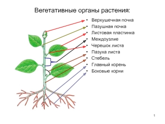 Вегетативные органы растения