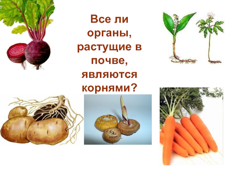 Явиться корень. Корнеплоды лук является. Побегом является корнеплод моркови. Что является корнеплодом. Капуста является корнеплодом.