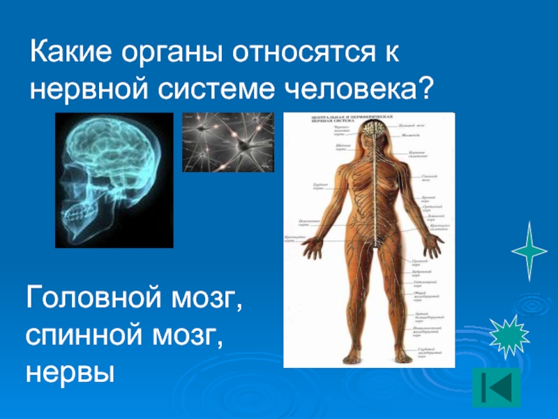 Какие органы относятся к центральной нервной системе