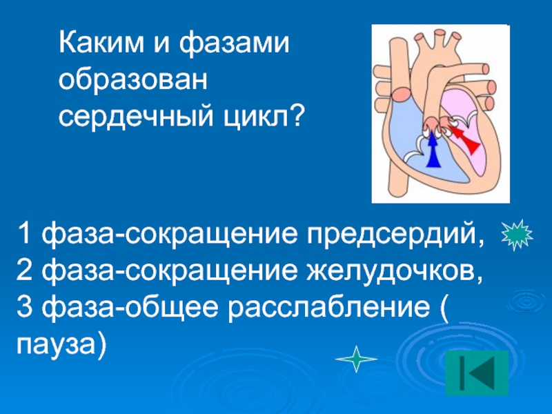 Фазы сокращения сердца. Сокращение желудочков пауза. Фазы сердечного цикла. Сердечный цикл сокращение предсердий сокращение желудочков пауза.