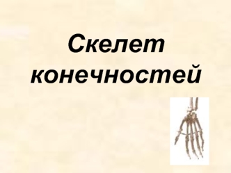 Скелет конечностей