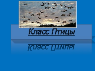 Класс Птицы