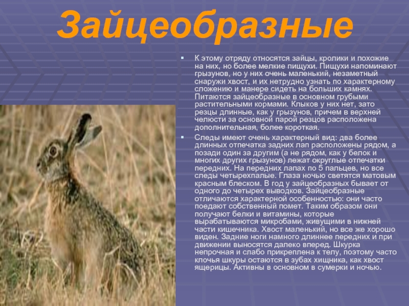 К какому типу относится кролик. Зайцеобразные млекопитающие. Описание зайца. К отряду зайцеобразных относятся. Зайцеобразные характеристика.