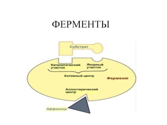 Ферменты. Значение ферментов