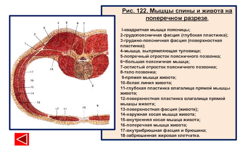 Фасции спины. Пояснично грудная фасция функции. Фасции и топография живота. Мышцы спины анатомия аксиальный срез. Пояснично-грудная фасция анатомия.
