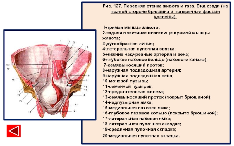 Фасции мочеполовой диафрагмы. Анатомия передней брюшной стенки живота. Стенки малого таза топографическая анатомия. Топография таза и передней брюшной стенки.