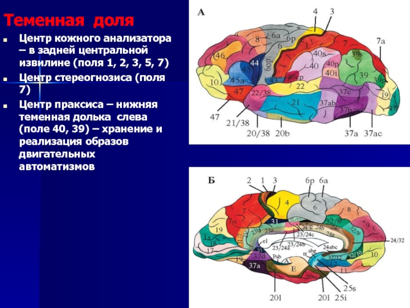 Центры анализаторов в коре головного мозга
