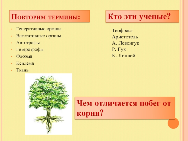 Вегетативные органы и генеративные органы. Вегетативные и генеративные органы растений таблица. Отличие корня от побега. Вегетативные и генеративные органы растений. Соответствие между генеративными и вегетативными органами
