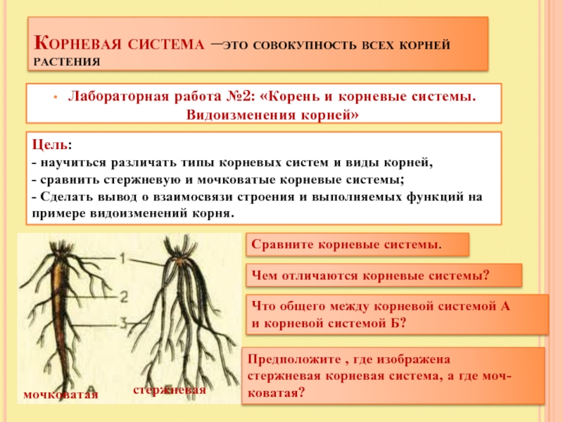 Для главного корня характерно. Корневая система 6 класс биология. Строение корня и типы корневых систем.