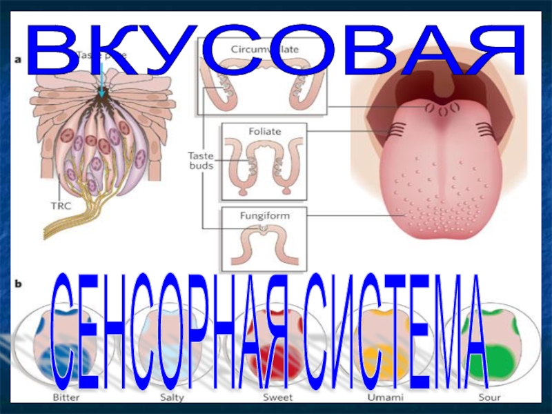 Вкусовая сенсорная система презентация