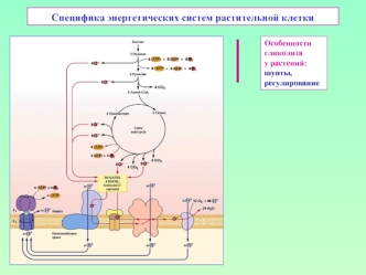 Специфика энергетических систем растительной клетки