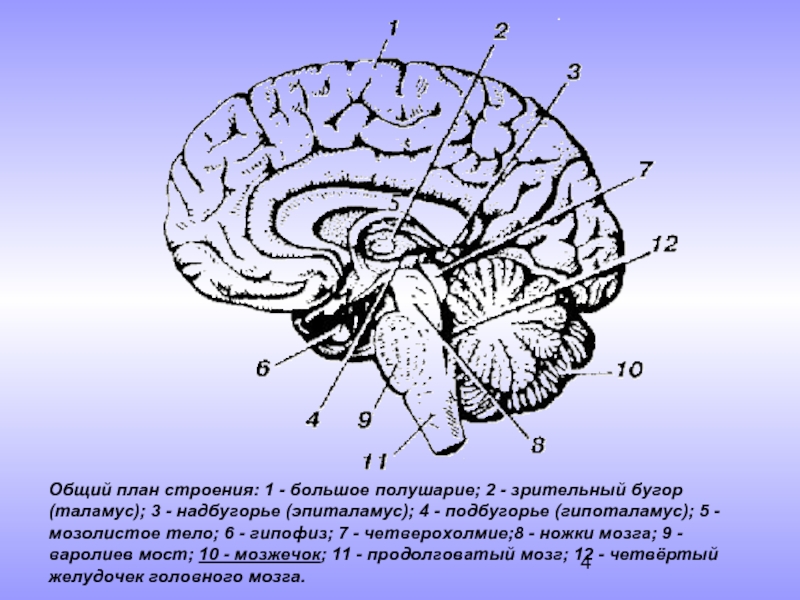 Общий план строения. Общий план строения мозжечка. Строение мозолистого тела. Мозолистое тело анатомия. Мозолистое тело зрительный бугор.