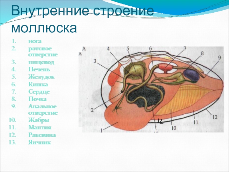 Строение мидии рисунок