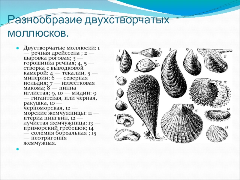 Какой тип развития характерен для каракатицы изображенной на рисунке