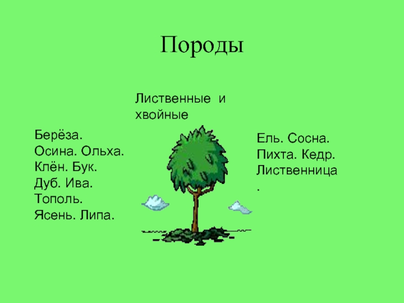 Презентация свойства дерева для дошкольников