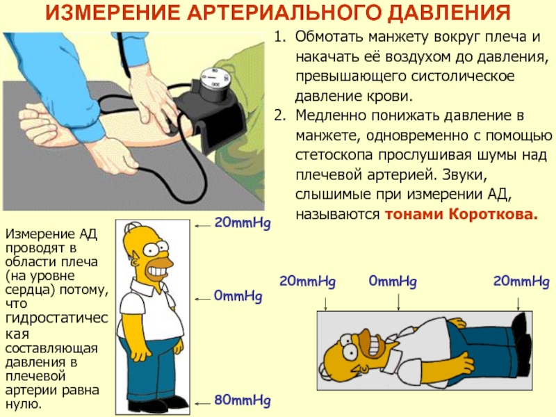 Артериальным давлением называется. Измерение артериального давления на плечевой артерии. Измерение артериального давления проводят на артерии. Измерение ад на плечевой артерии. Артериальное давление на плечевых артериях.