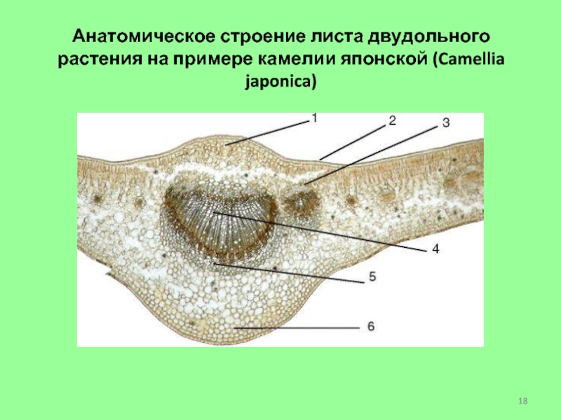 Строение листа камелии рисунок