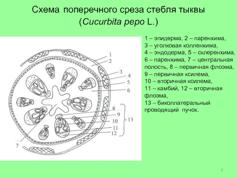 Схема поперечного среза семени