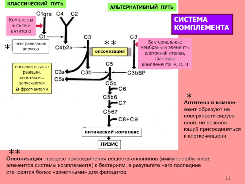 Комплекс комплемента