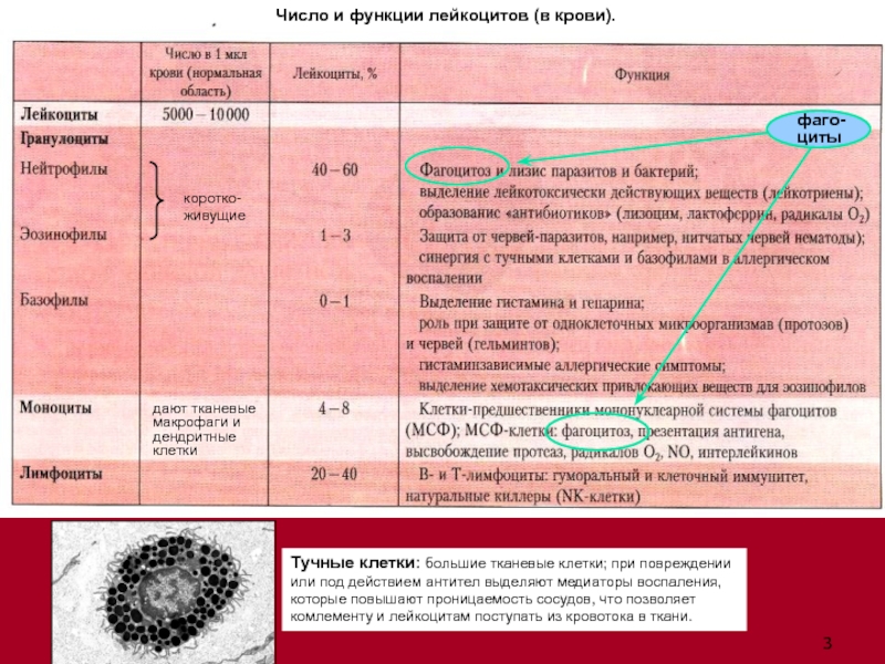 Лейкоциты количество в 1. Число и функции лейкоцитов. Количество лейкоцитов и их функция. Функции лейкоцитов в крови. Лейкоциты количество функции.