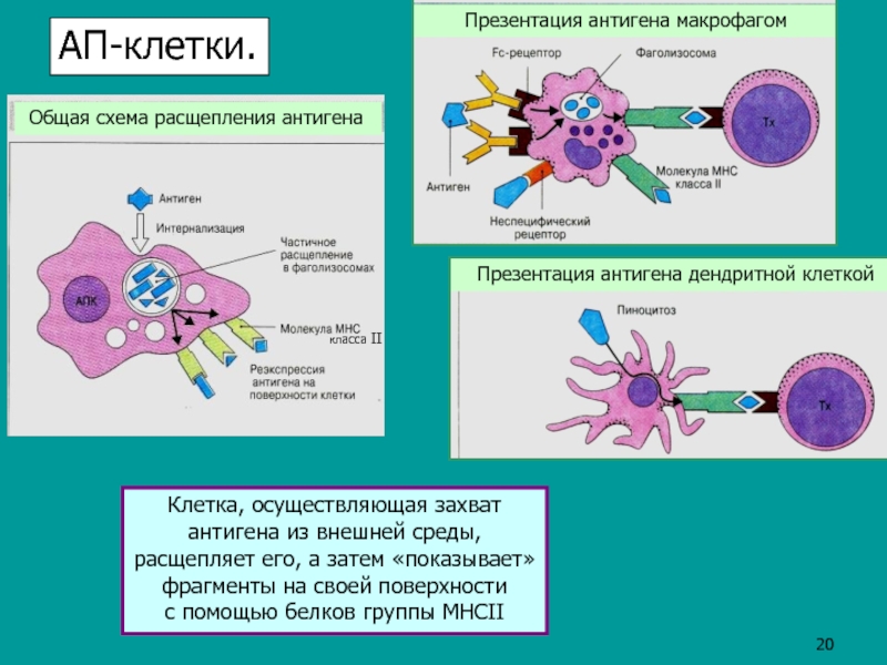 Антигены макрофагов. Макрофаги и дендритные клетки. Презентация антигена. Презентация антигена макрофагами. Презентация макрофвгмии антигена.