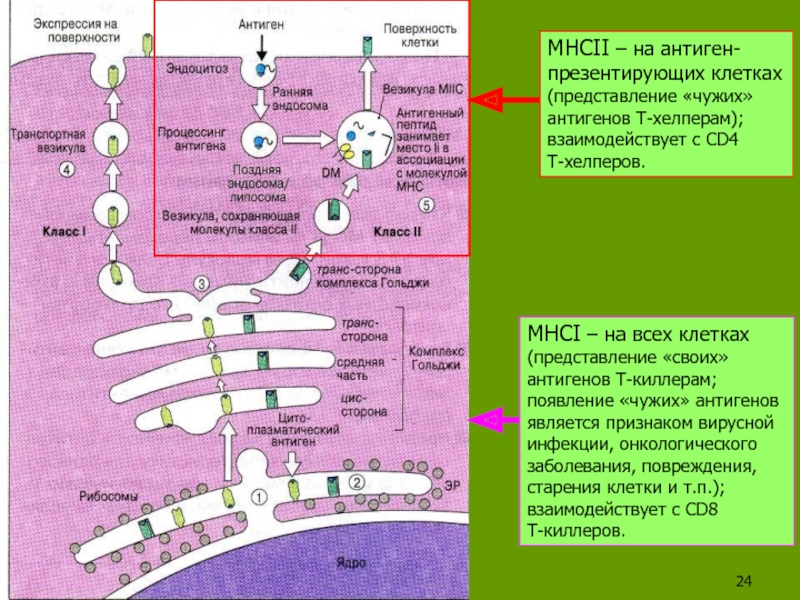 Механизм процессинга и презентации экзогенных и эндогенных антигенов