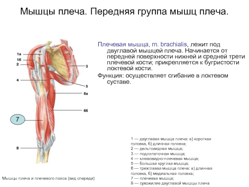 Схема плечевого сустава человека с сухожилиями