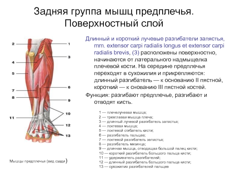 Мышцы предплечья