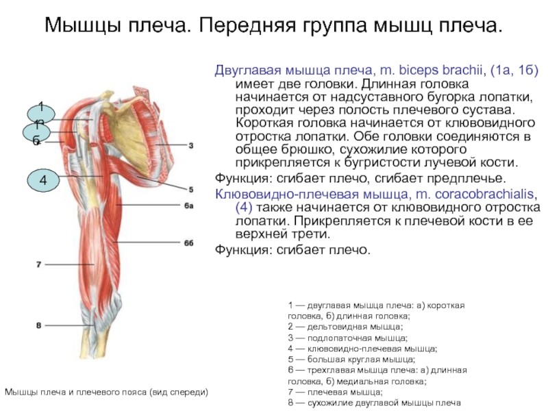 Двуглавая мышца плеча. Длинная головка двуглавой мышцы плеча анатомия. Функции короткой головки двуглавой мышцы плеча. Функция двуглавой мышцы плеча 8 класс. Передняя группа мышц плеча таблица.